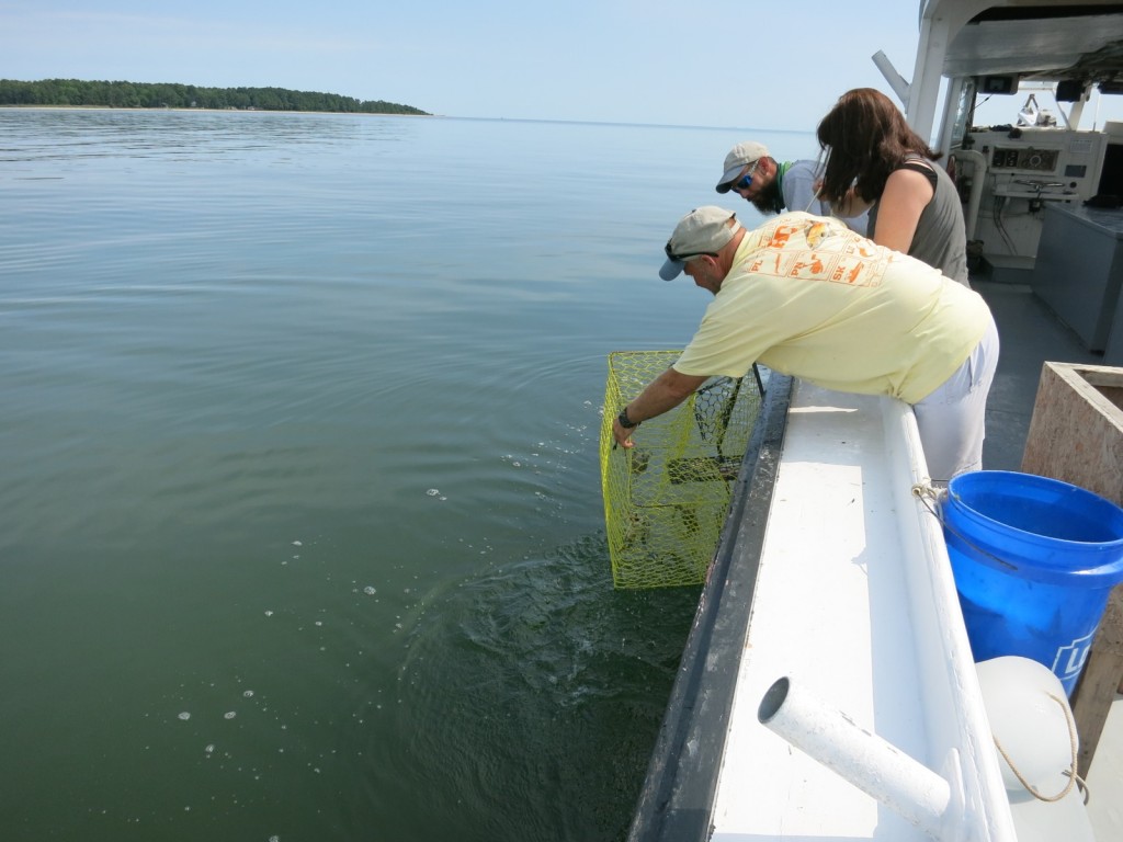 Pulling crab pots, St. Mary's County MD