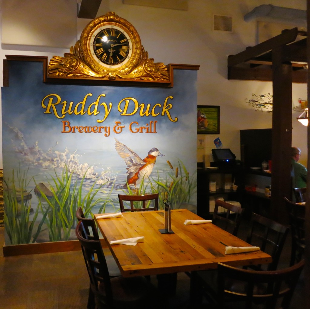 Ruddy Duck, Solomons MD