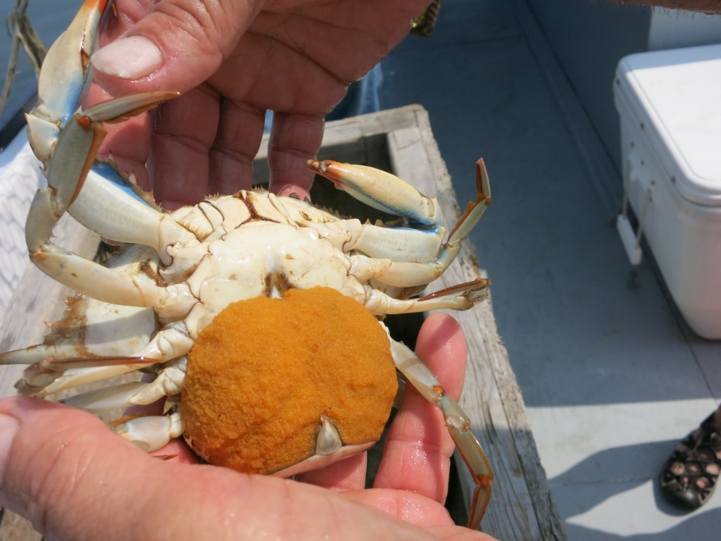 Sponge Crab, Lisa S. Watermen Heritage Tour, MD