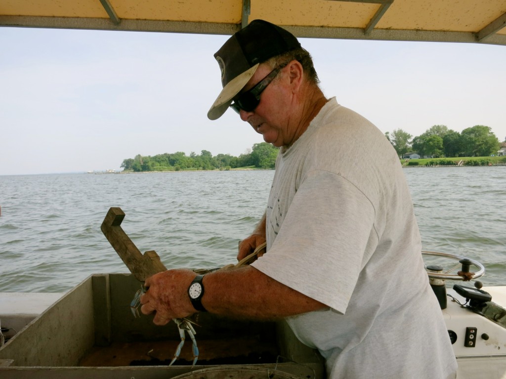 Tommy Zinn measuring crabs