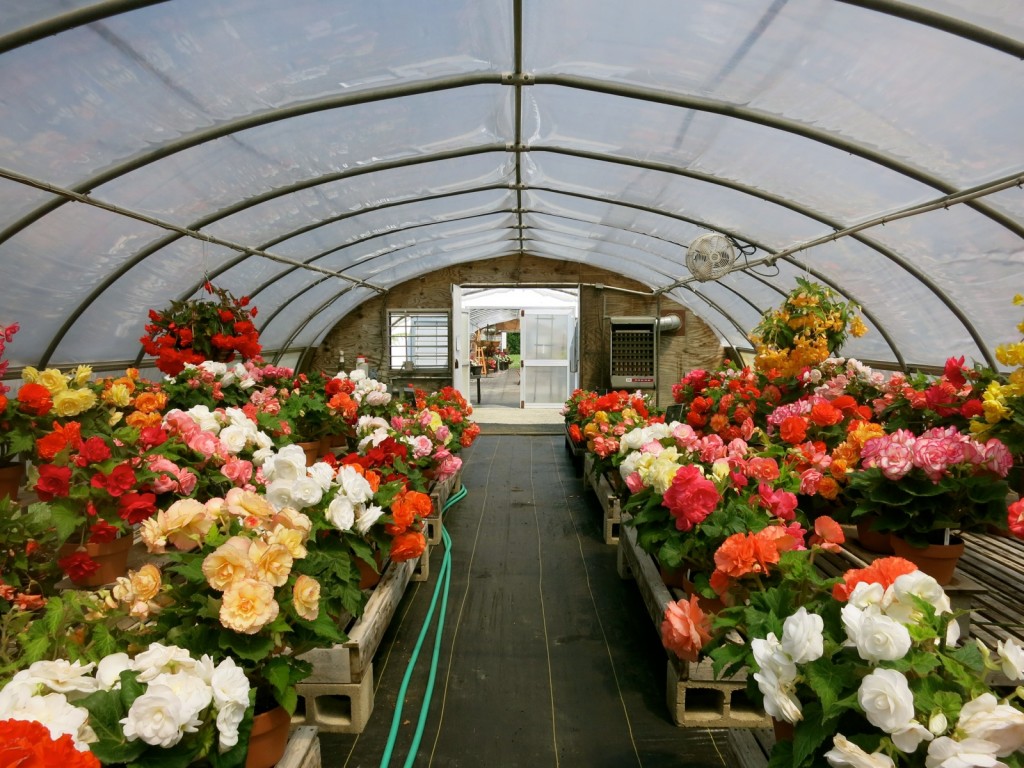 White Flower Farm begonias, Litchfield CT