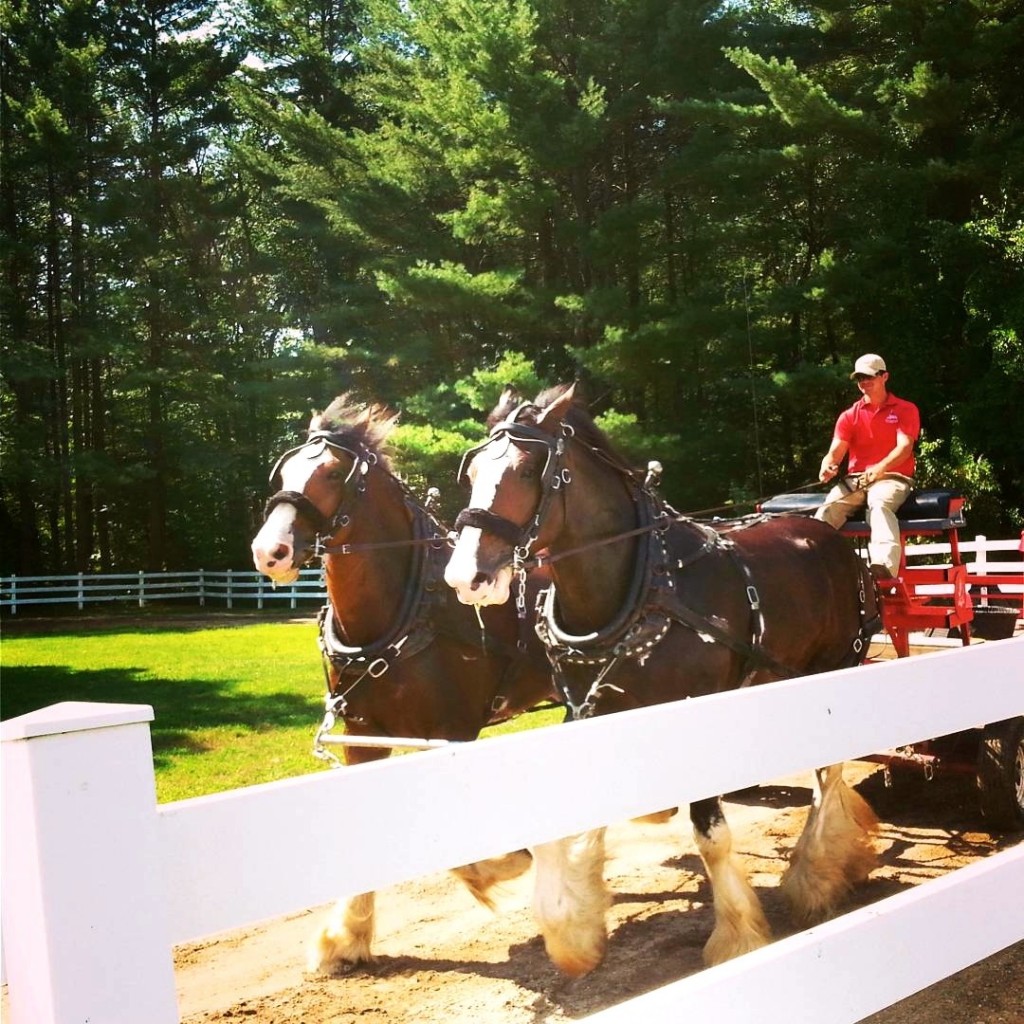 Clydesdales for Budweiser