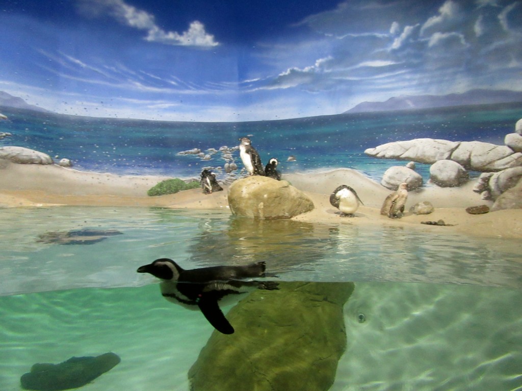 Penguins at Jenkinsons Aquarium, Point Pleasant NJ