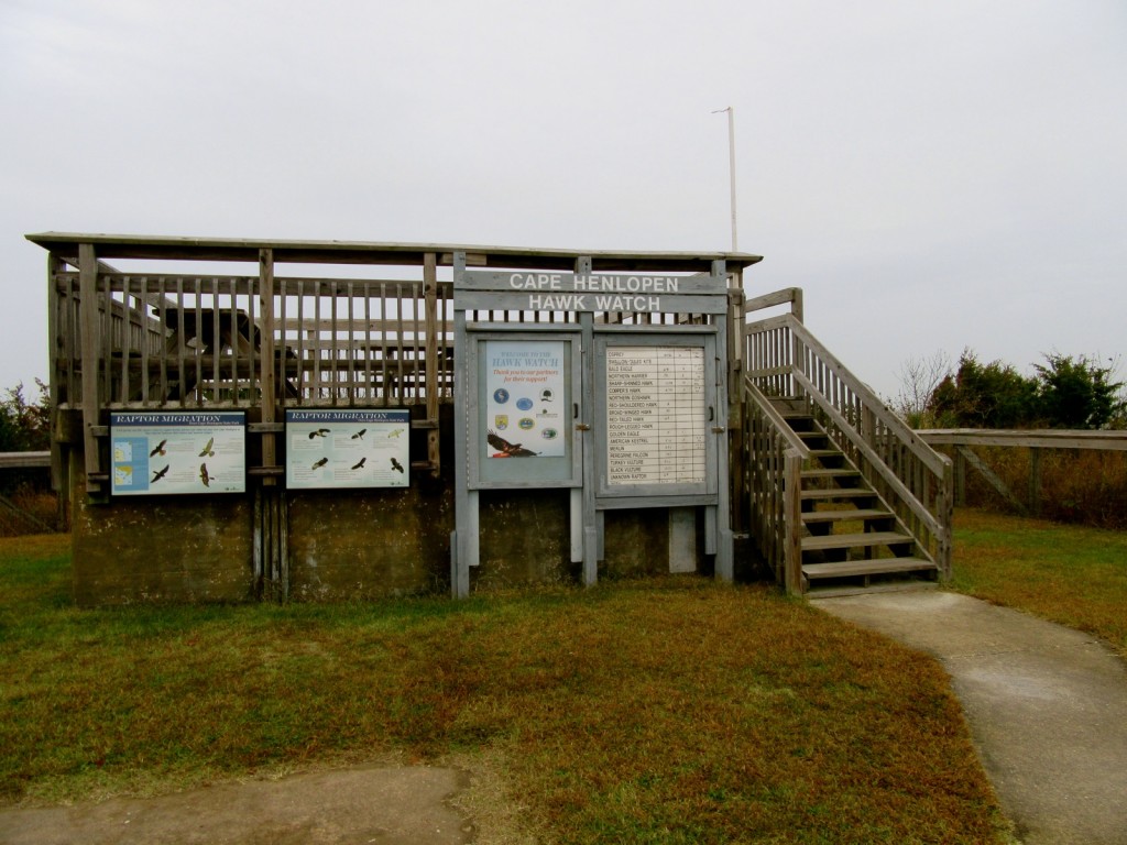 Hawk Watch Platform, Cape Henlopen SP