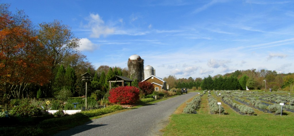 Lavender Fields, Milton DE