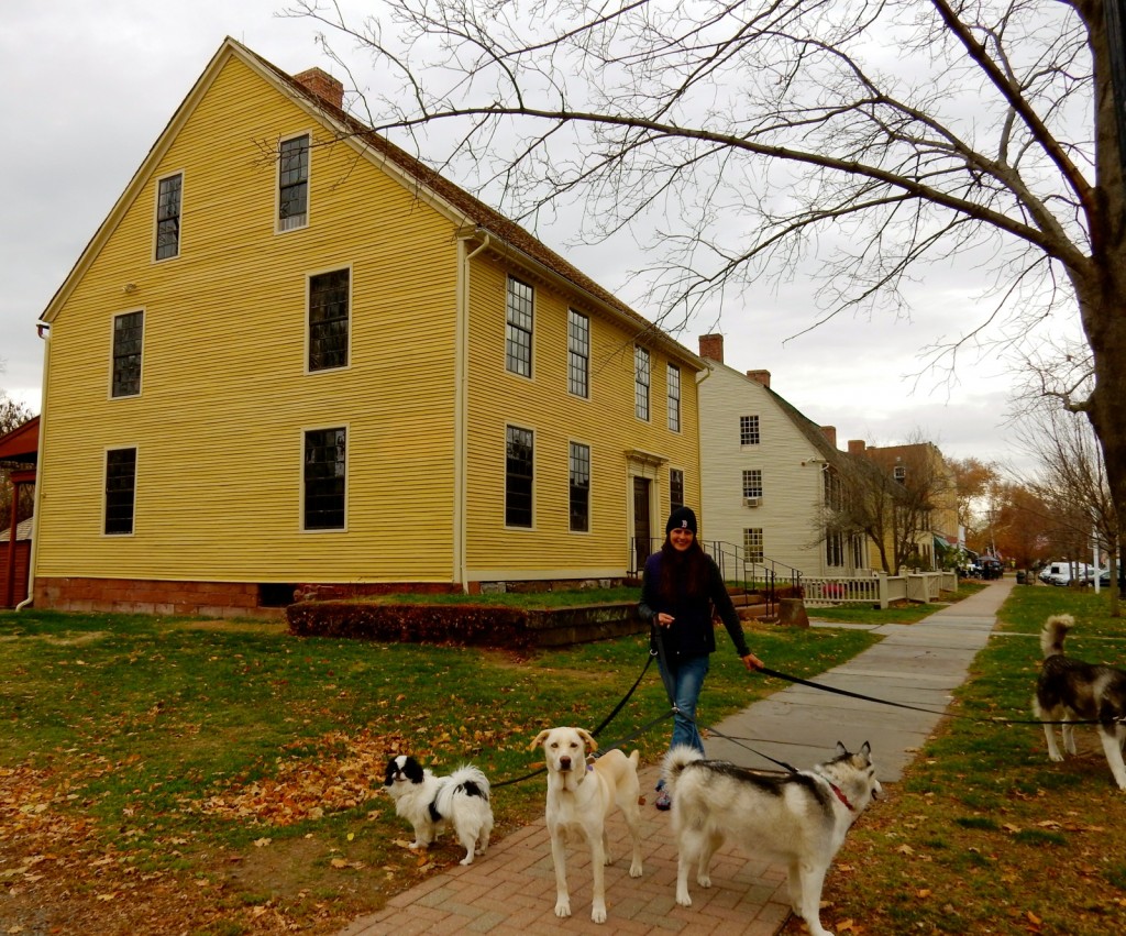 Dog walker in Historic Wethersfield CT center