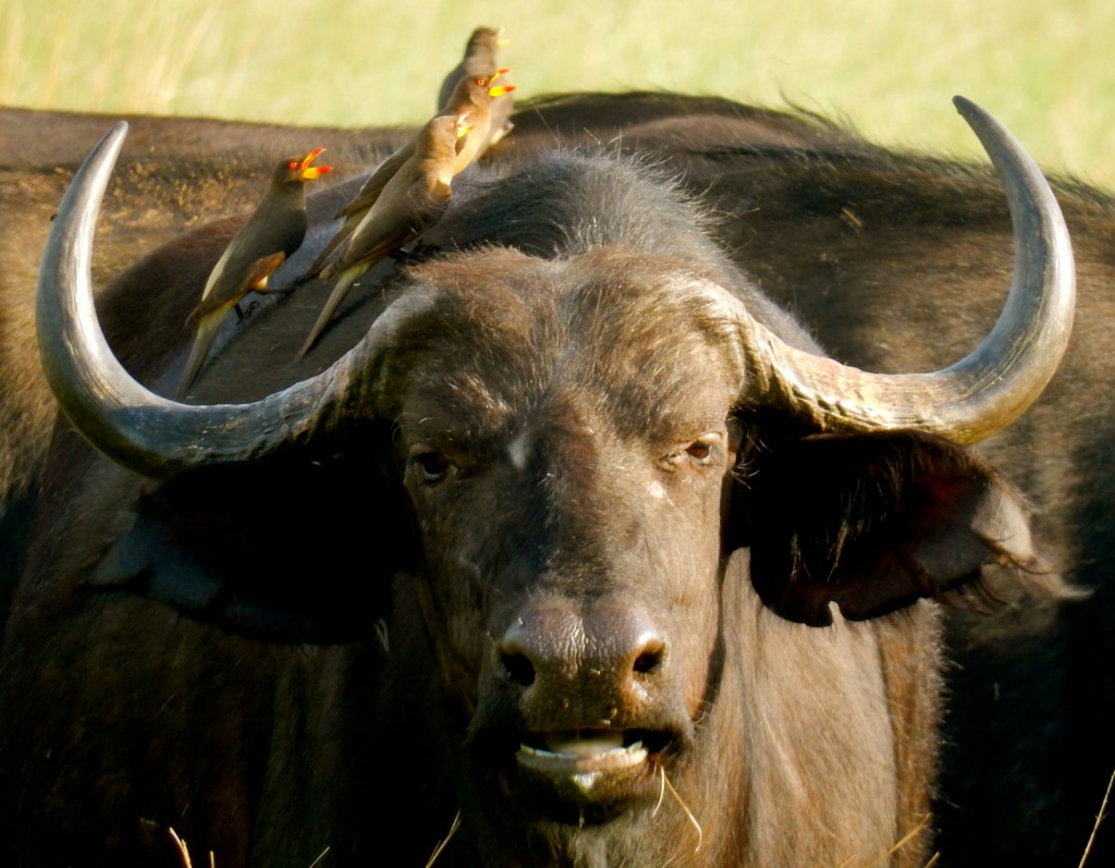 Buffalo with Birds