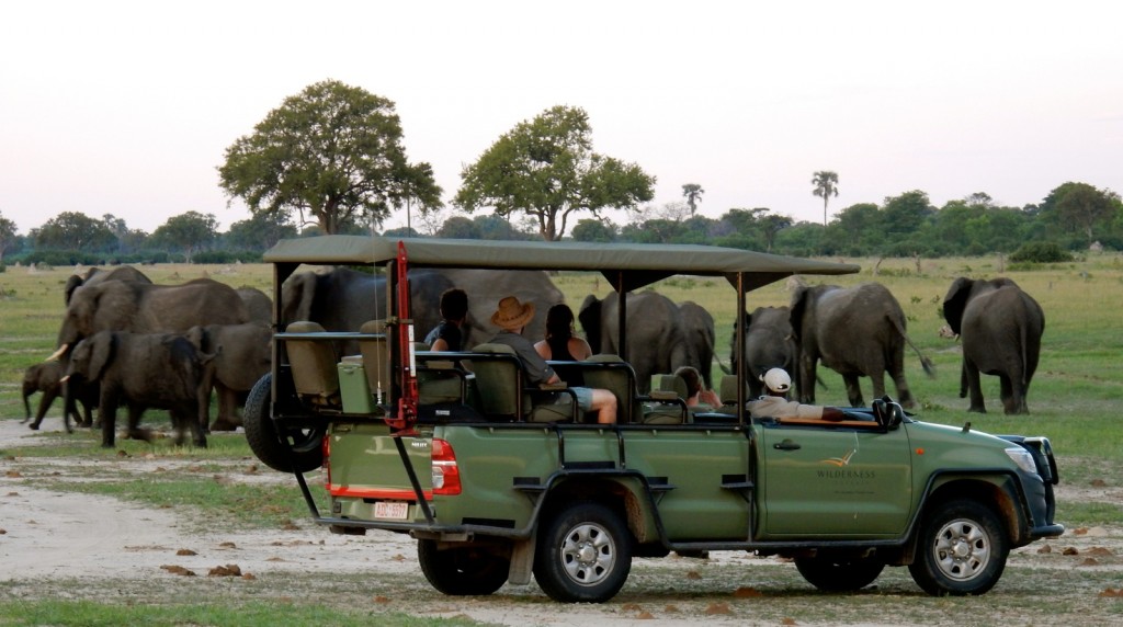 Elephants on afternoon drive