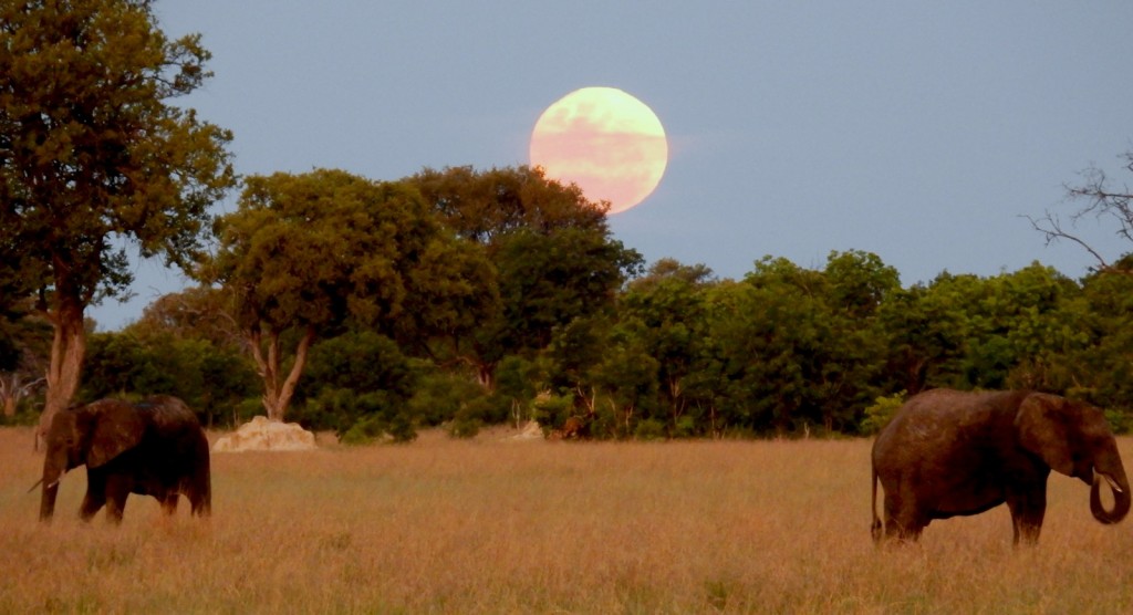 Elephants with Moon