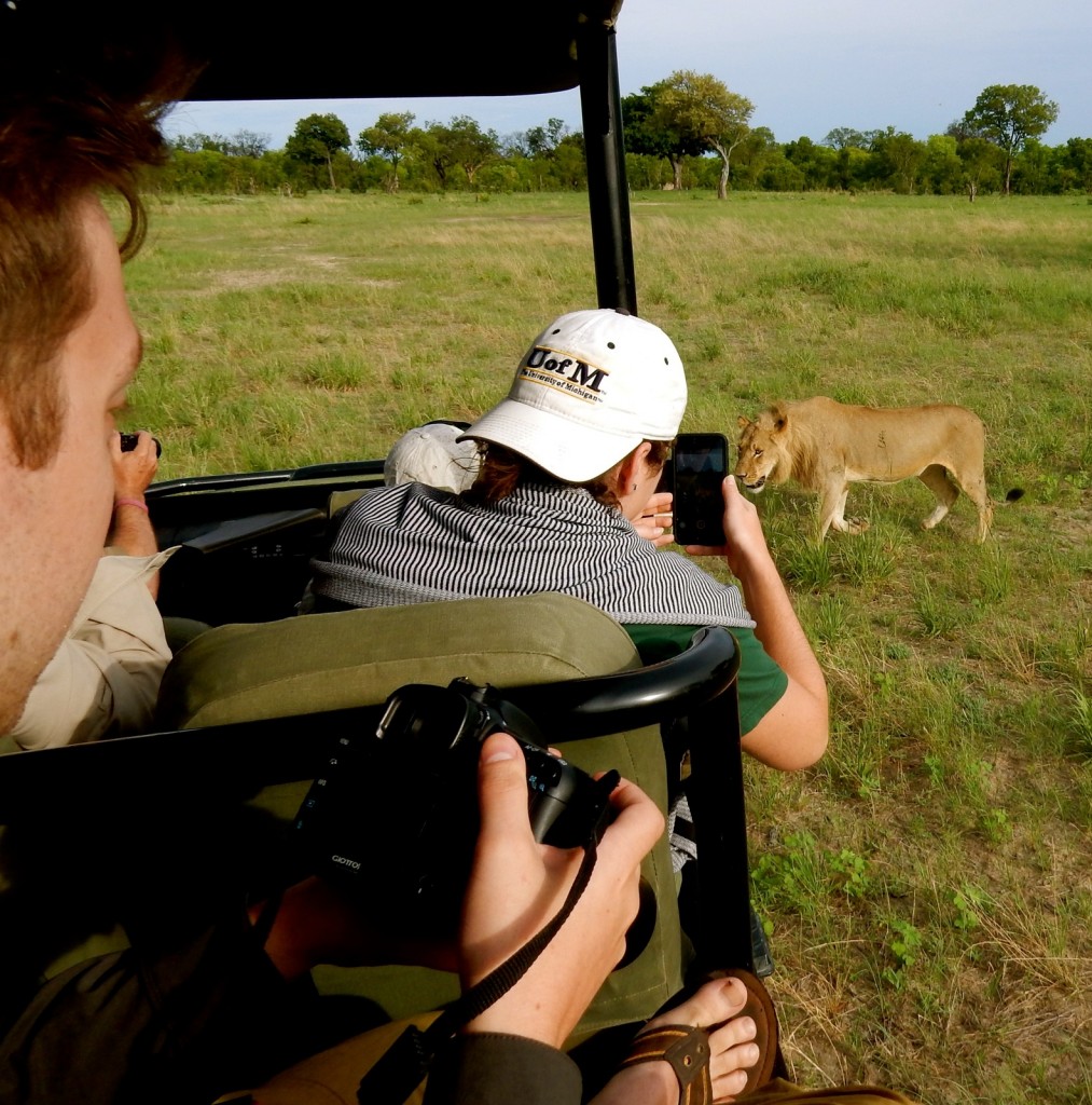 Game drive with lion, Linkwasha Camp, Zimbabwe