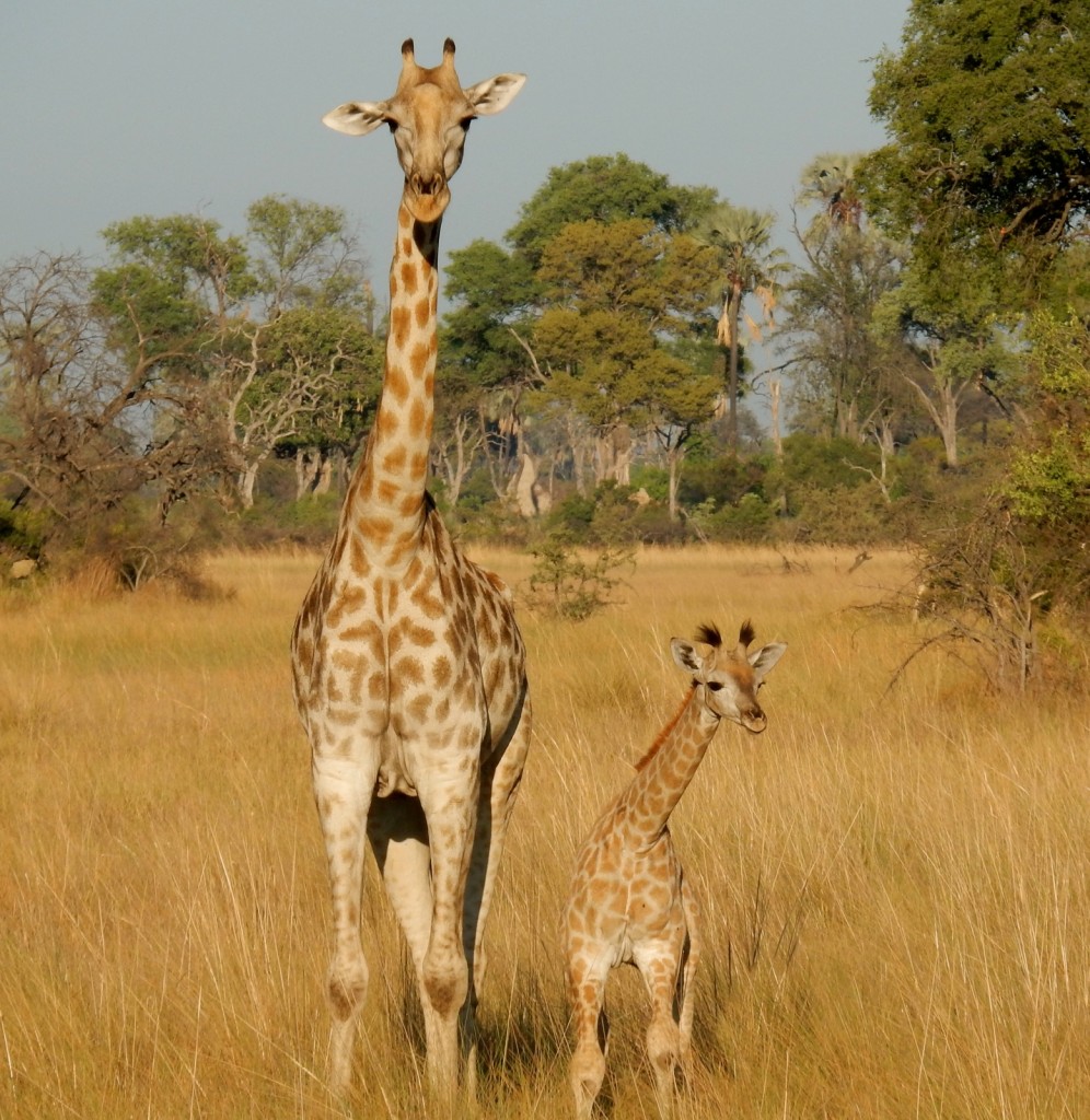 Giraffes Seba Camp