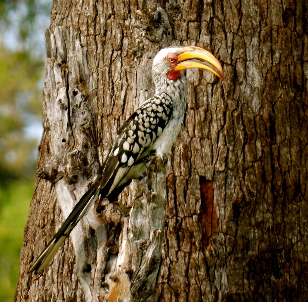 Hornbill