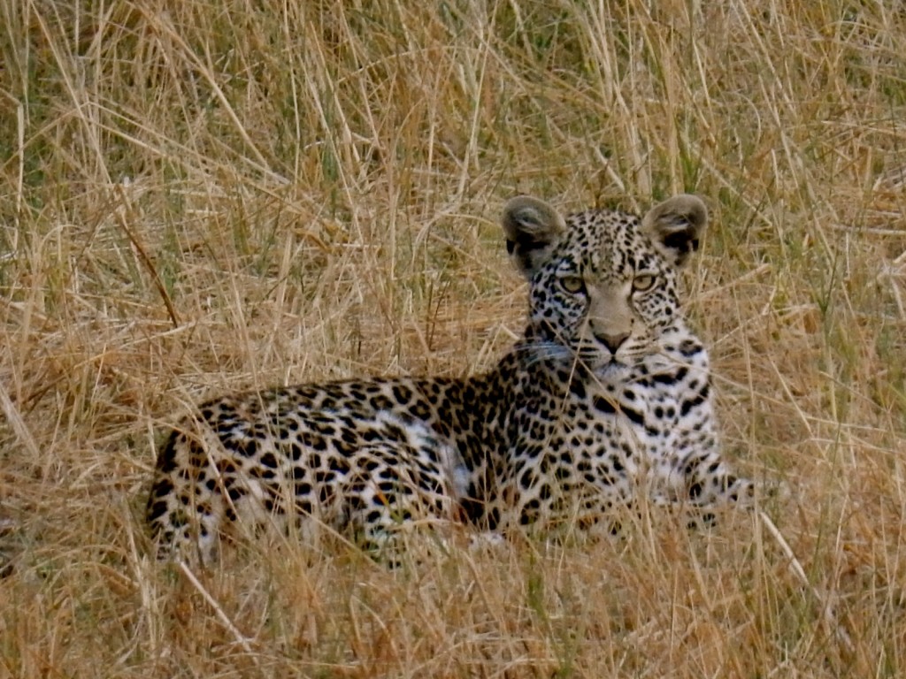 Leopard, Seba Camp