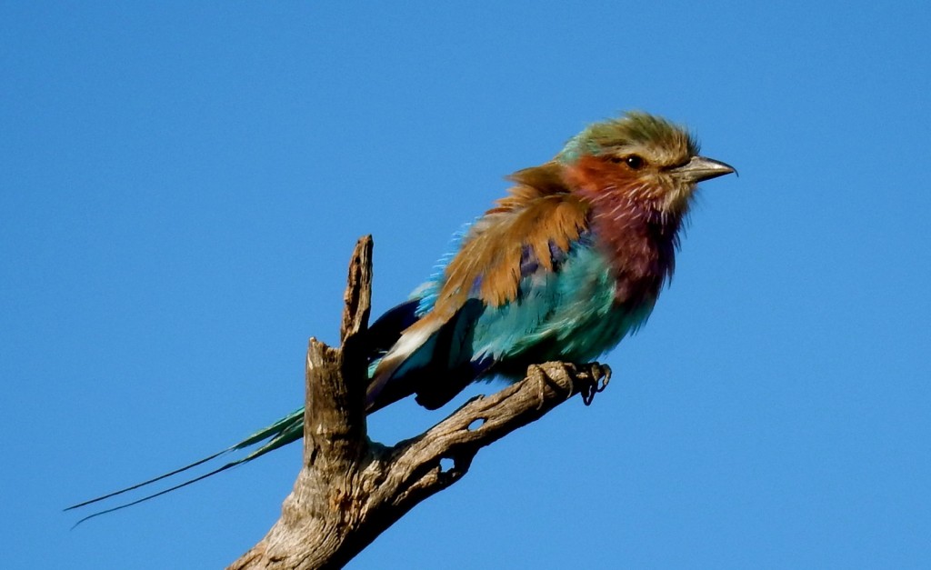 Lilac Breasted Roller, Seba Camp, Okavango Delta