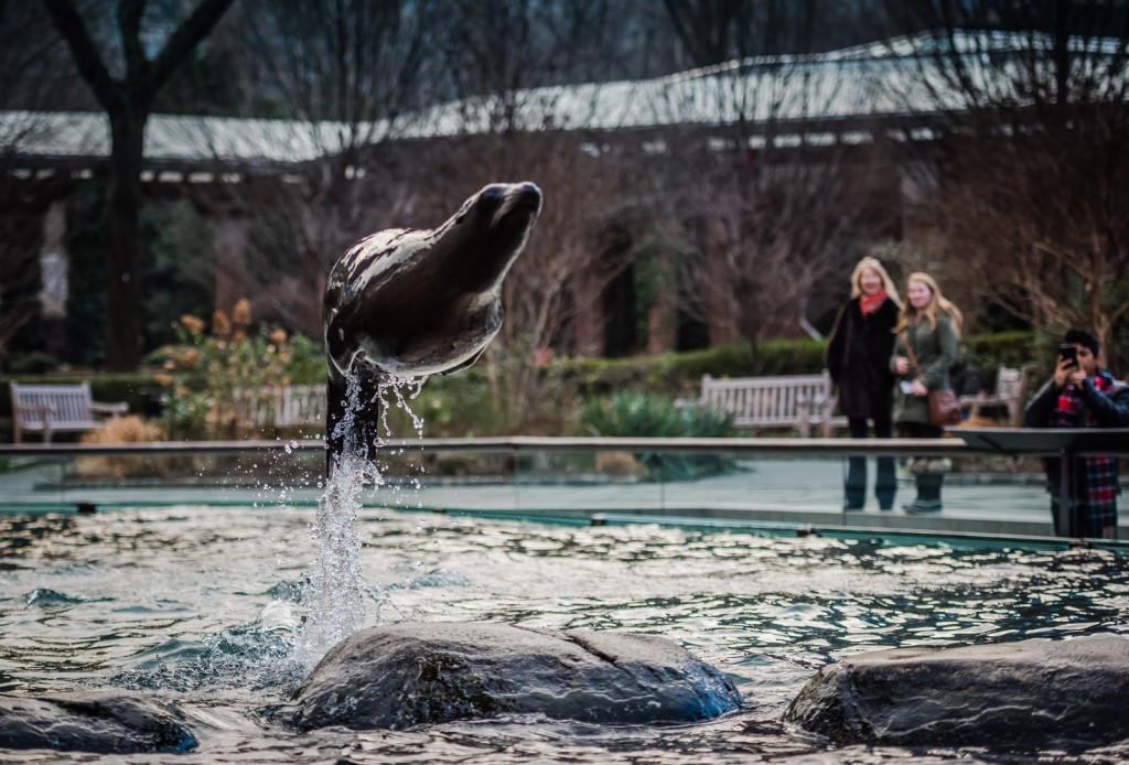 Sea lion jumping at Central Park Zoo