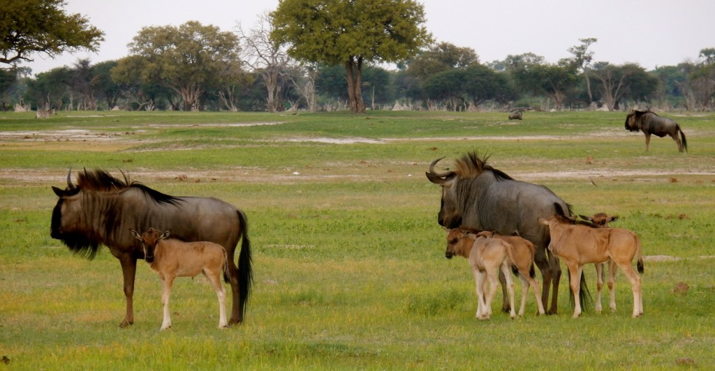 Wildebeest With Babies