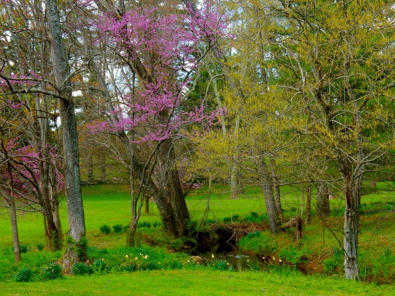 Airlie Landscape, Warrenton VA