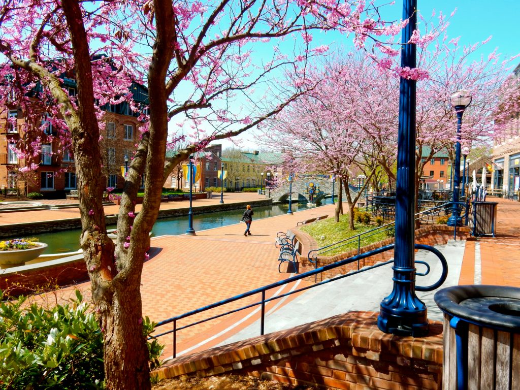 Carroll Creek Park in bloom, Frederick MD