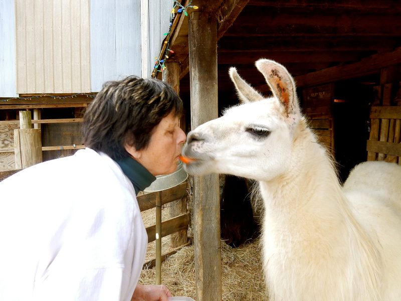 Llama Kiss, Posey Thisisit Llama Farm, Toms Brook VA