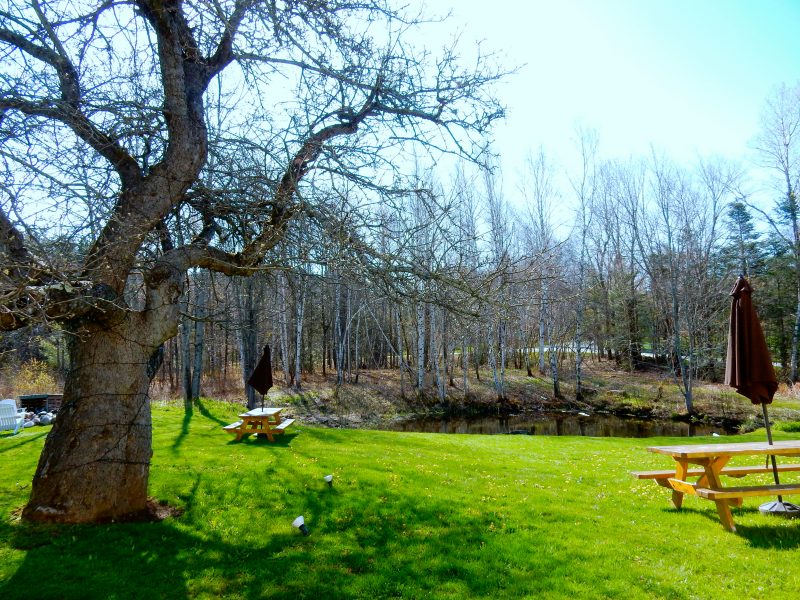 100 Year Old Apple Tree, Red Clover Inn, Mendon VT