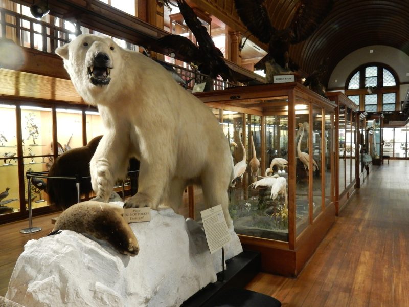 Fairbanks Museum of Natural History, St. Johnsbury VT