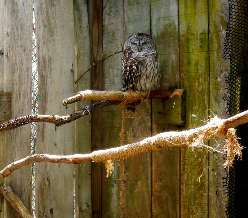 Owl, Southern Vermont Natural History Museum, Marlboro VT