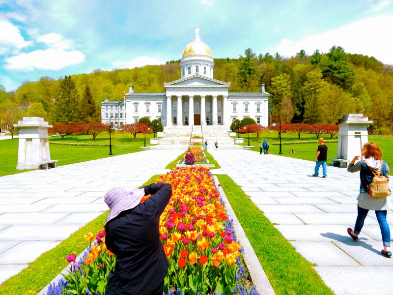 Tulips in bloom at Vermont Capitol, Montpelier VT