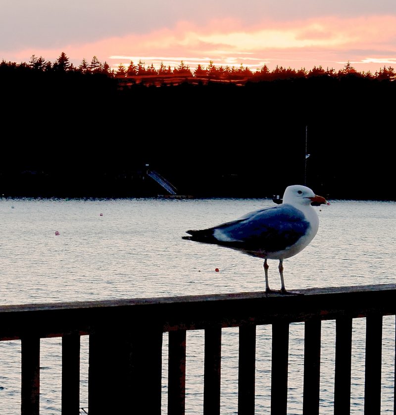 Fred, Sebasco Harbor Resort Mascot, ME