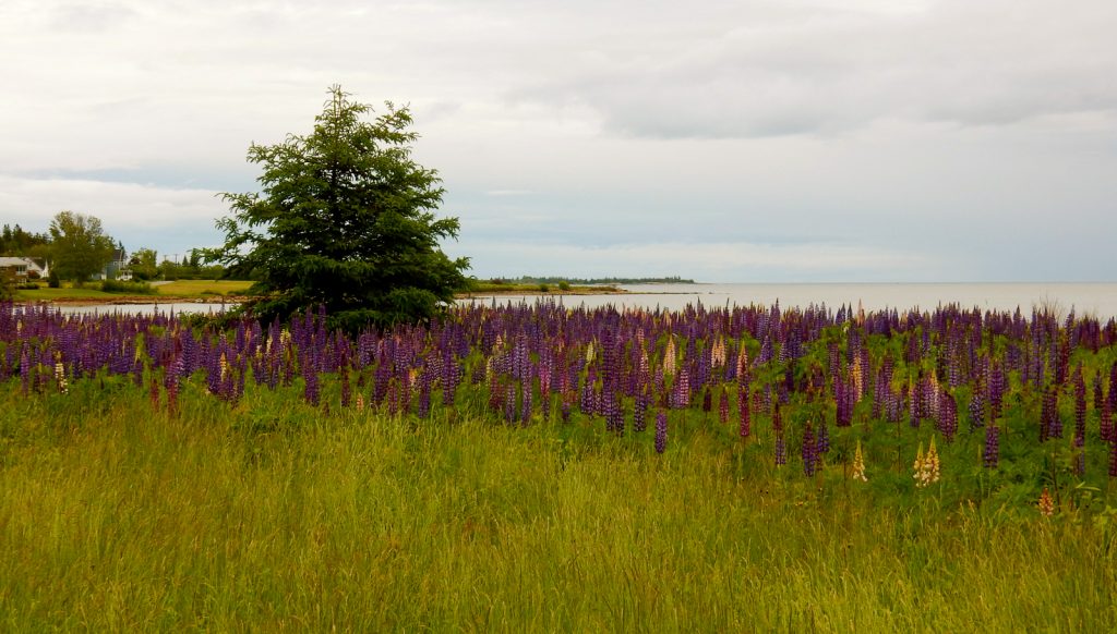 Schoodic Peninsula ME Purple lupines blooming in June 