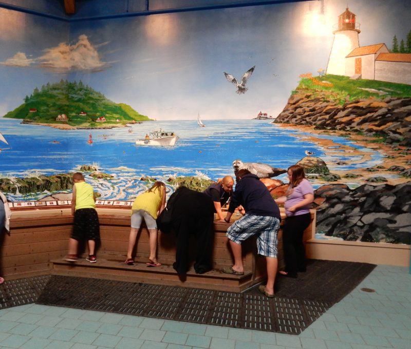 Maine State Aquarium Touch Tank