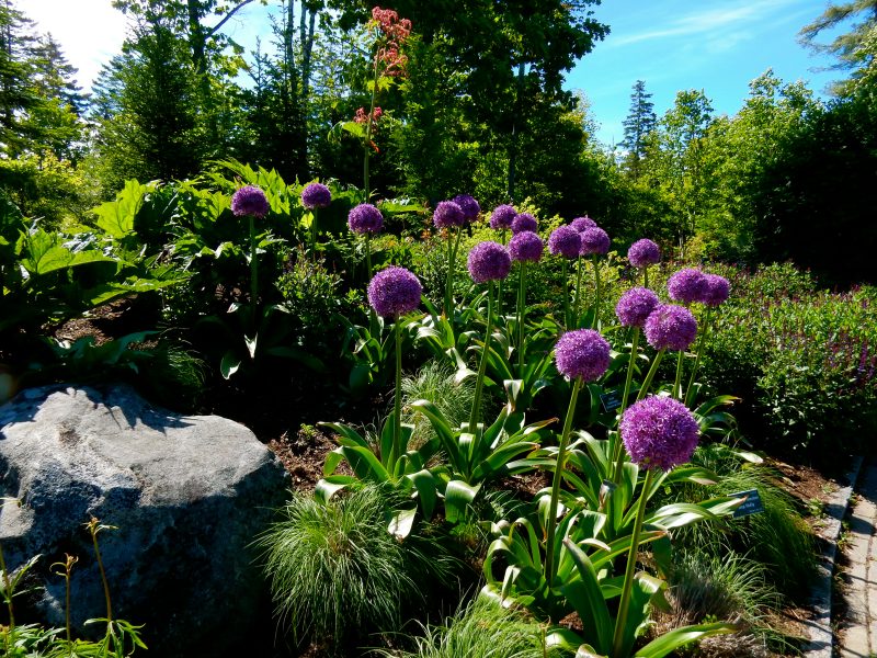 Purple, Coastal Maine Botanical Gardens, Boothbay ME