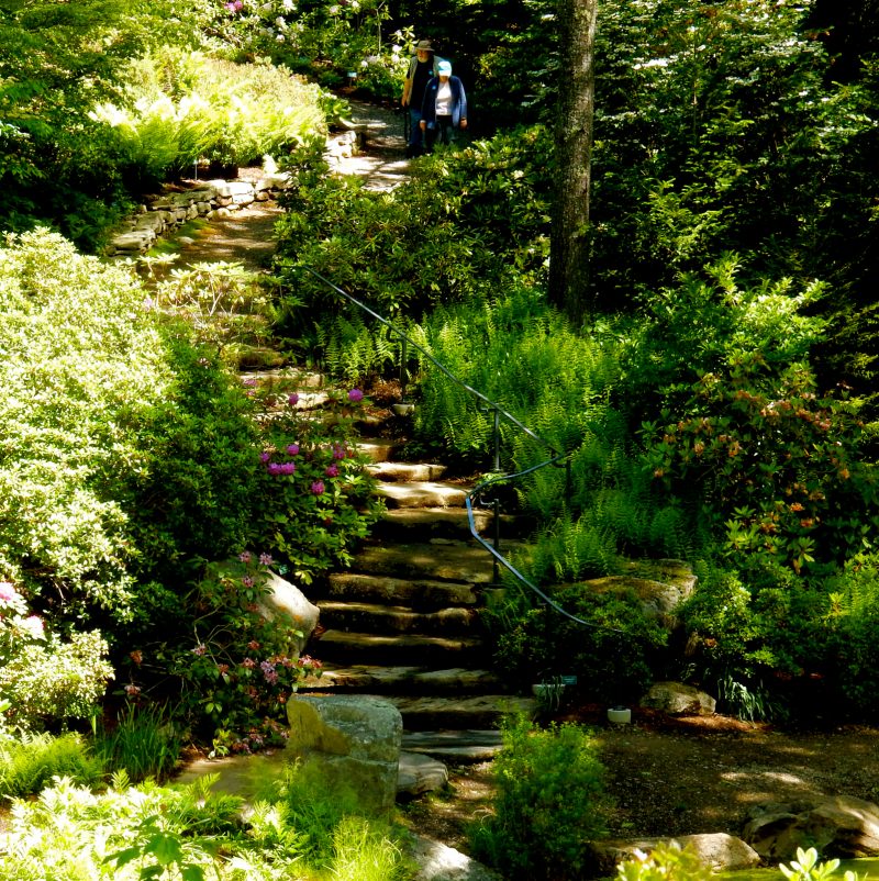 Rhododendrun Garden, Coastal Maine Botanical Gardens