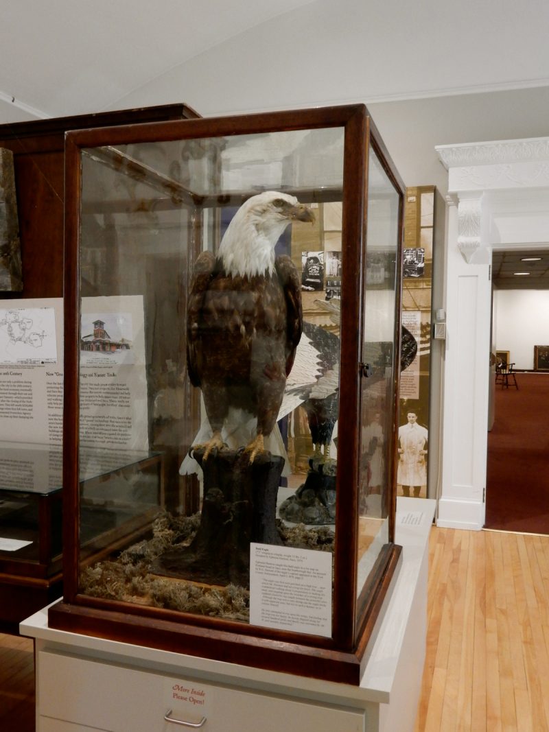 Saco Museum Bald Eagle, Saco ME
