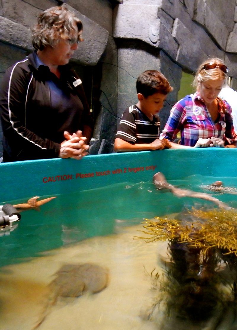 Shark petting, Maine State Aquarium, Boothbay ME