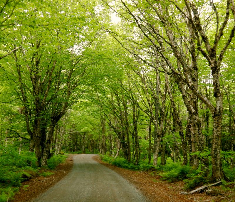 Natural Area, Campobello Island, Canada