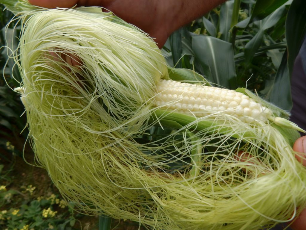 Fresh corn from Sep's Farm East Marion NY