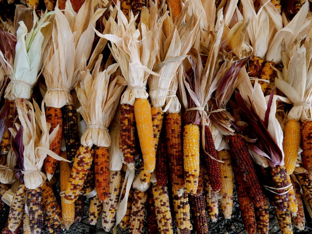 Decorative Corn 