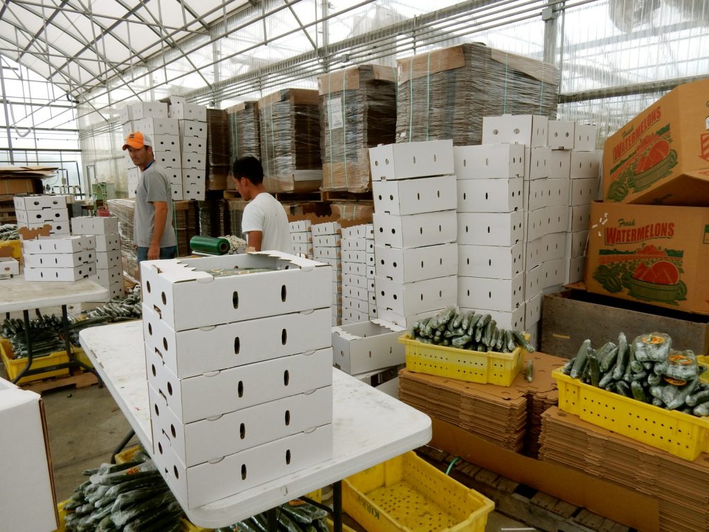 English cucumber production - Fox Meadow - Cordova MD