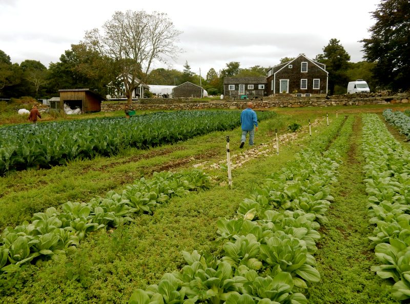 matunuck-oyster-bar-organic-garden-so-kingston-ri