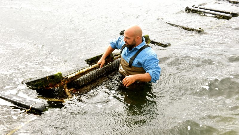 oyster-growing-perry-raso-matunuck-oysters-ri