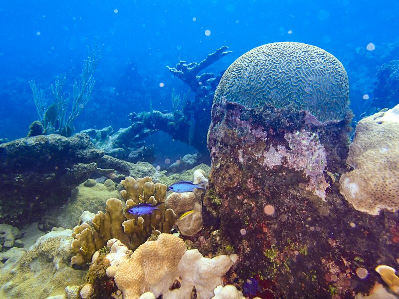 Coral Reef - Playa Coral - Varadero Cuba