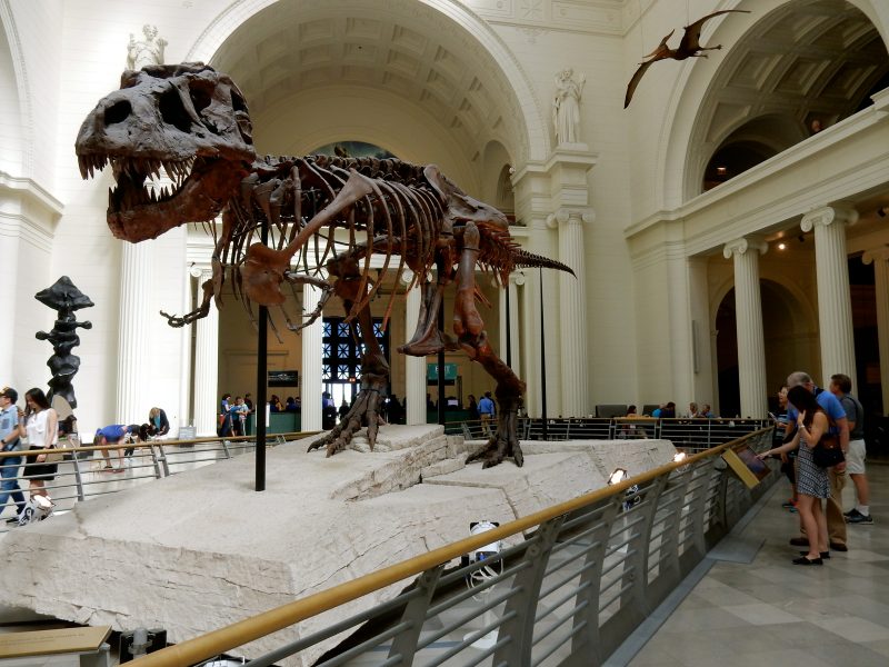 sue-field-museum-of-natural-history-chicago-il