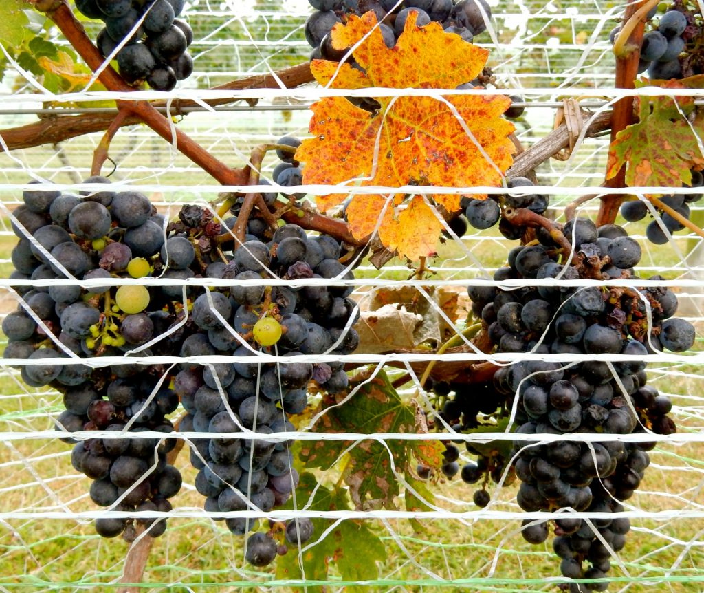 Wine grapes on the vine - Triple Creek