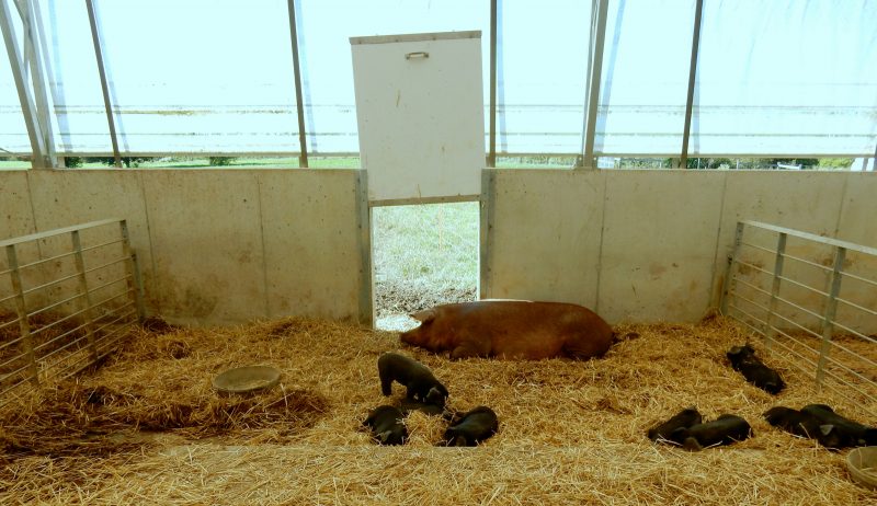 hog-facility-rodale-institute-kutztown-pa