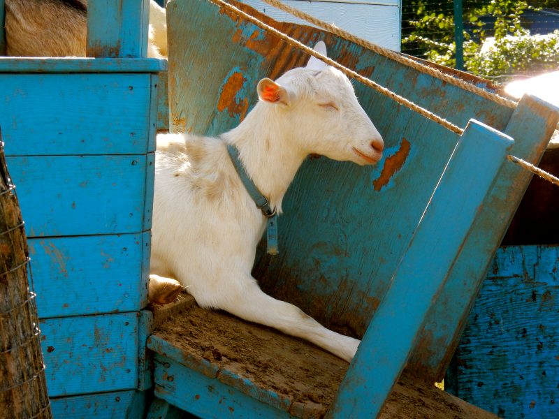 goat-at-catapano-dairy-farm-peconic-ny