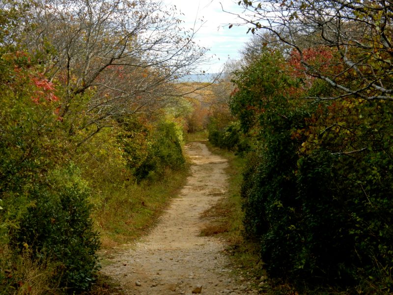 shadmoor-state-park-montauk-ny