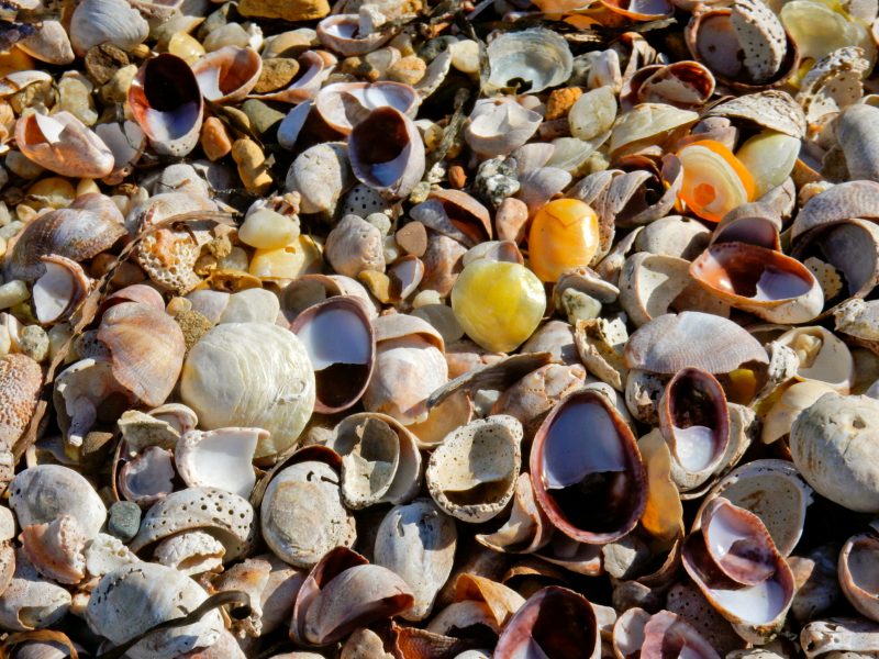 shells-on-reel-point-preserve-shelter-island-ny