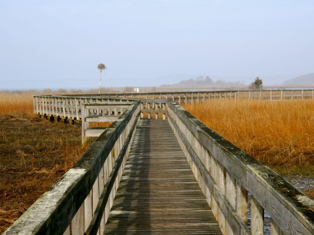 Boardwalk to Munn Point Southampton 