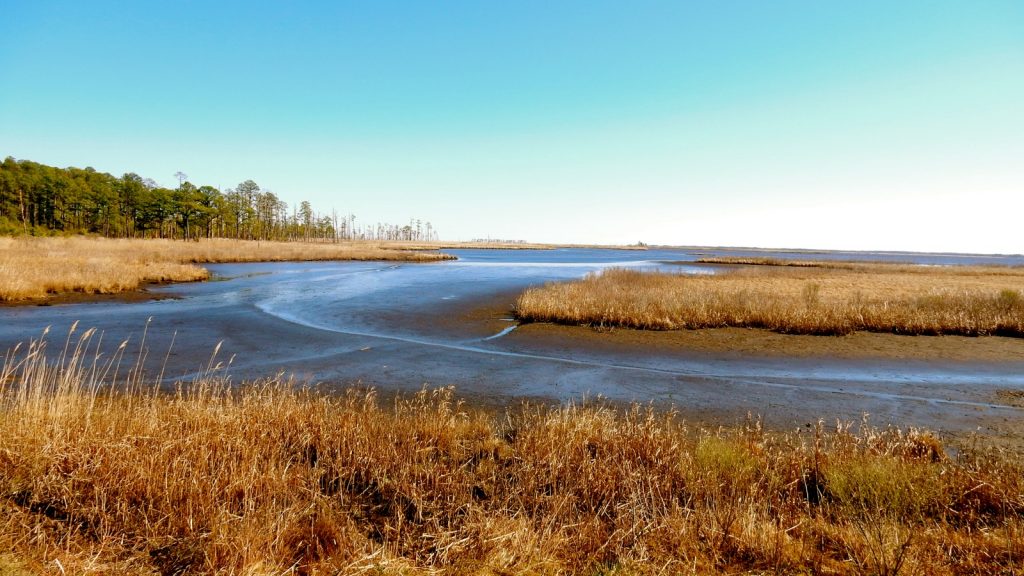 Blackwater Wildlife Refuge, Cambridge MD