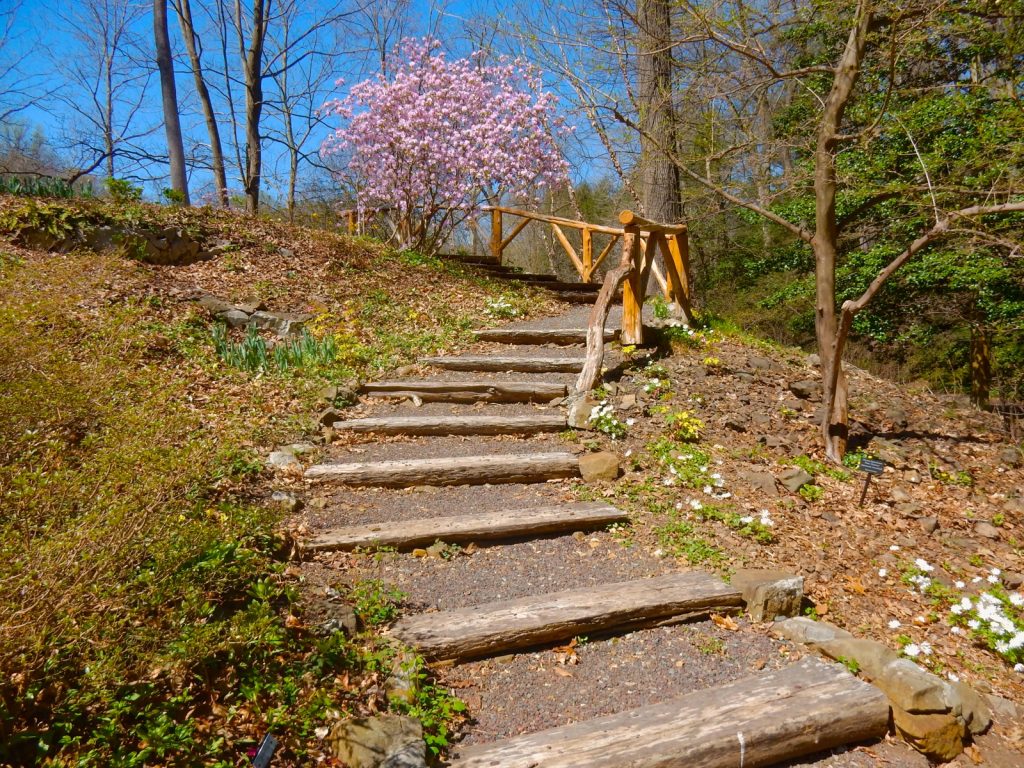 In Moggy Hollow, Leonard J. Buck Garden, Far Hills NJ